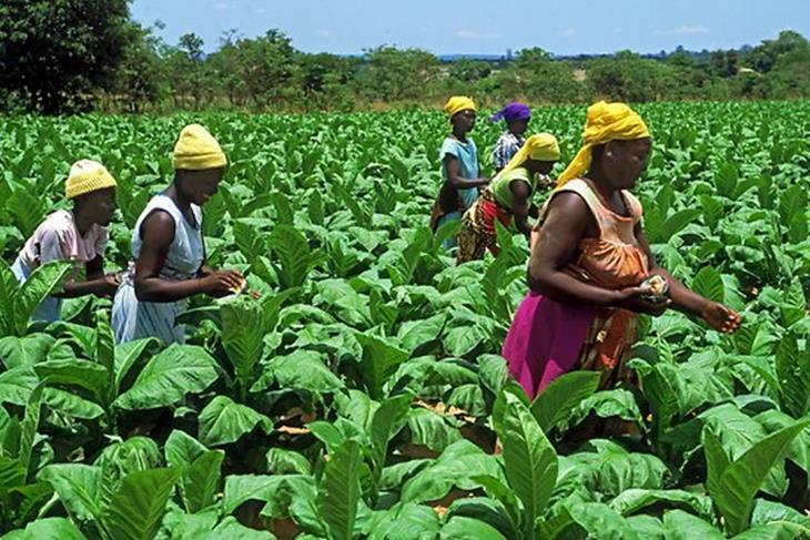 Zim needs $40m to compensate white farmers – report