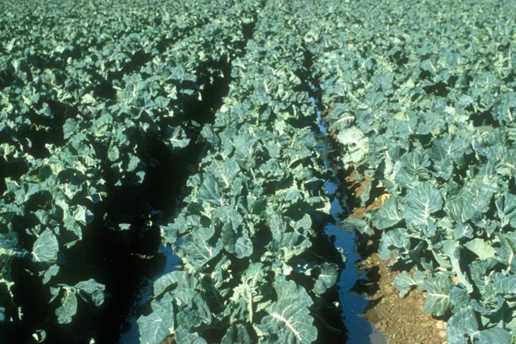 ITC FACILITATES A HORTICULTUTAL MARKET CENTRE IN Lesotho