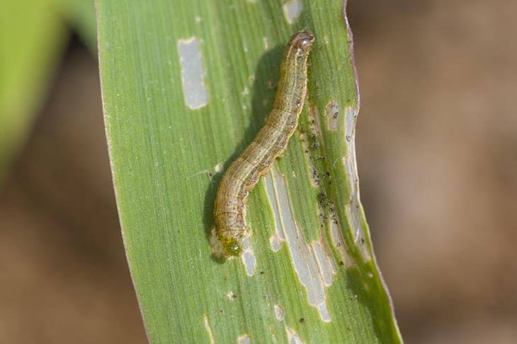 Experts reveal that African countries may experience crop-destroying army worms this year.
