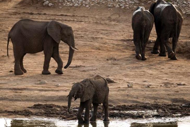 Zimbabwe relocates wild animals to save them against drought.