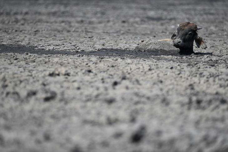 Farmers and animals struggle in drought-hit Botswana