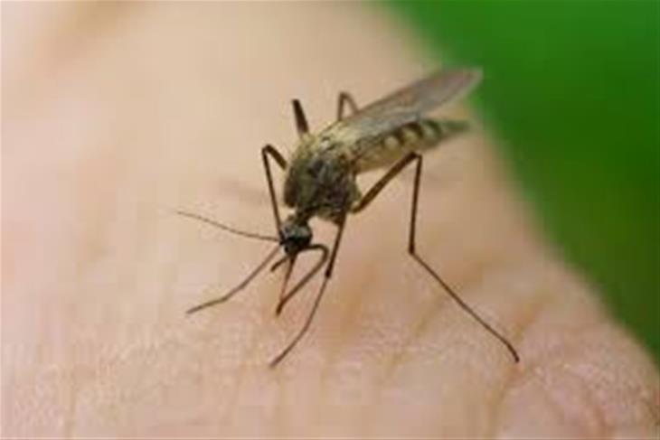 COVID 19 DISRUPTIONS CAUSED SURGE IN MALARIA DEATHS