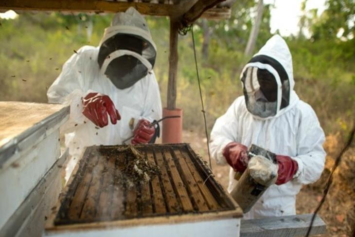 MATLAKE BEE KEEPERS VENTURE ON VASELINE PRODUCTION