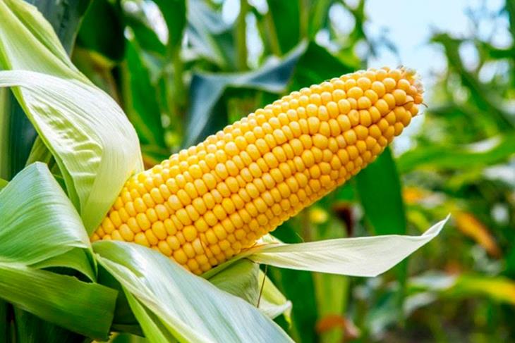 FARMERS CRY FOUL OVER UNAVAILABILITY OF MAIZE SEEDS
