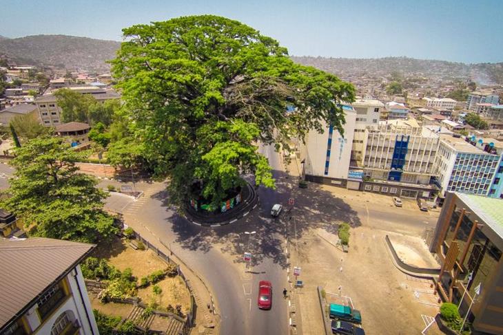 Storm fells symbolic 400-year-old cotton tree in Sierra Leone