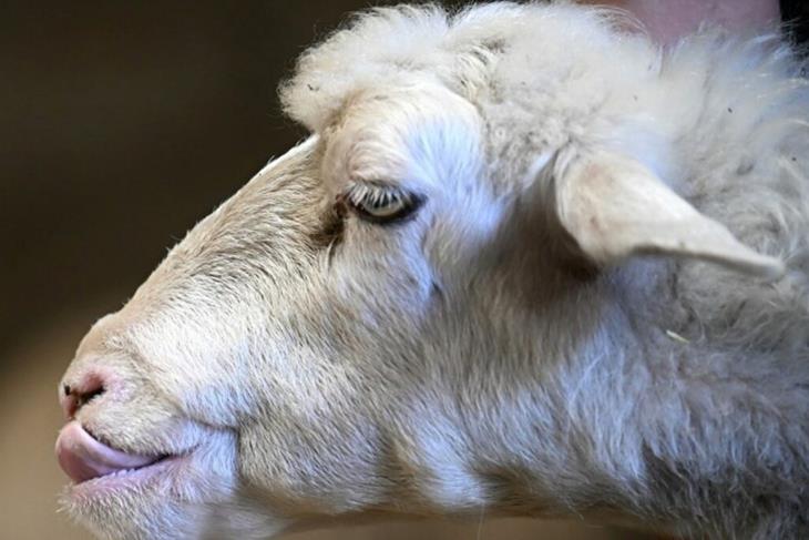 FARMERS ADVISED TO VACCINATE ANIMALS AGAINST BLUETONGUE