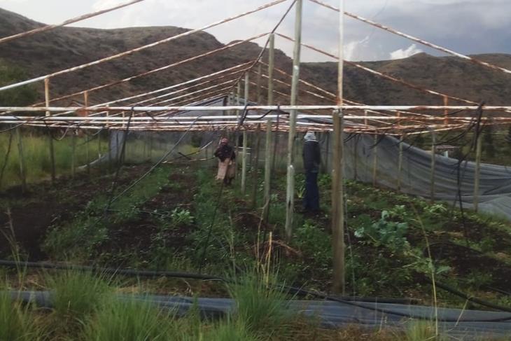 POKANE PRIMARY SCHOOL SUSPENDS VEGETABLE PRODUCTION PROJECT