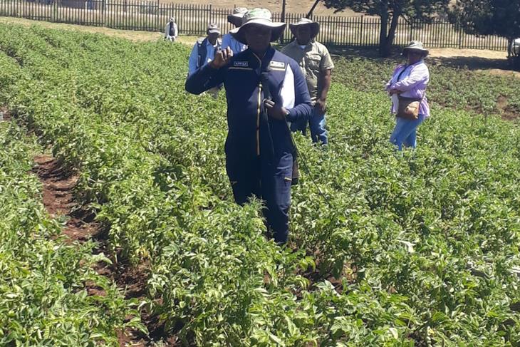 MOKHOTLONG HAS POTENTIAL TO PRODUCE QUALITY POTATOES