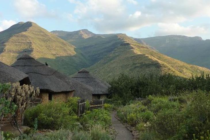 Snakes discovered in houses