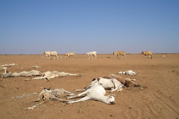 Severe drought and famine in southern Africa leaves some 20 million facing hunger