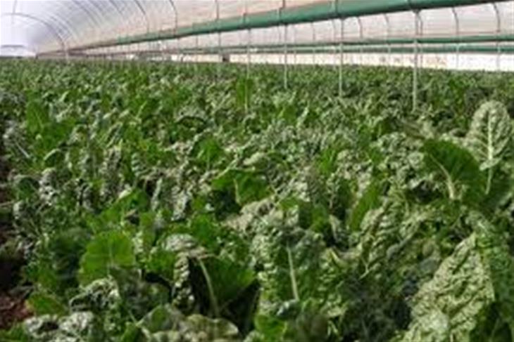 LESOTHO AIMS FOR INTERNATIONAL MARKETS
