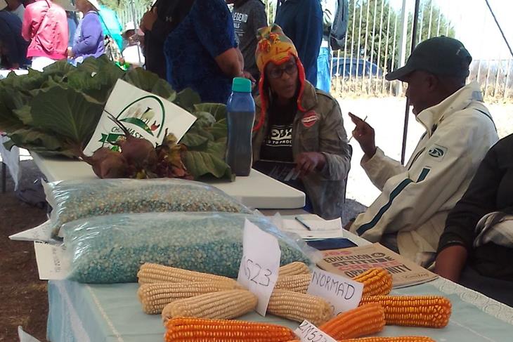 BEREA FARMERS URGED TO CAPITALIZE ON SUMMER CROPPING