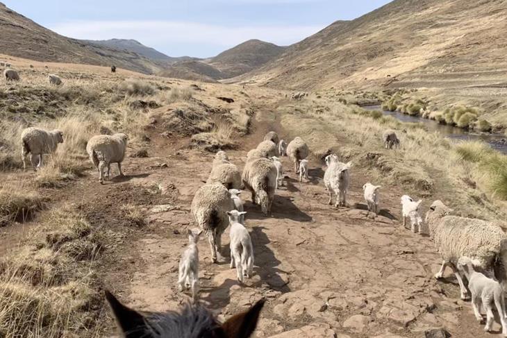 SHEEP SCAB CAMPAIGN ON-GOING