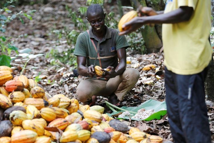 Bitter times for cocoa farmers as chocolate market slumps<br/>Bitter times for cocoa farmers as chocolate market slumps<br/>Bitter times for cocoa farmers as chocolate market slumps