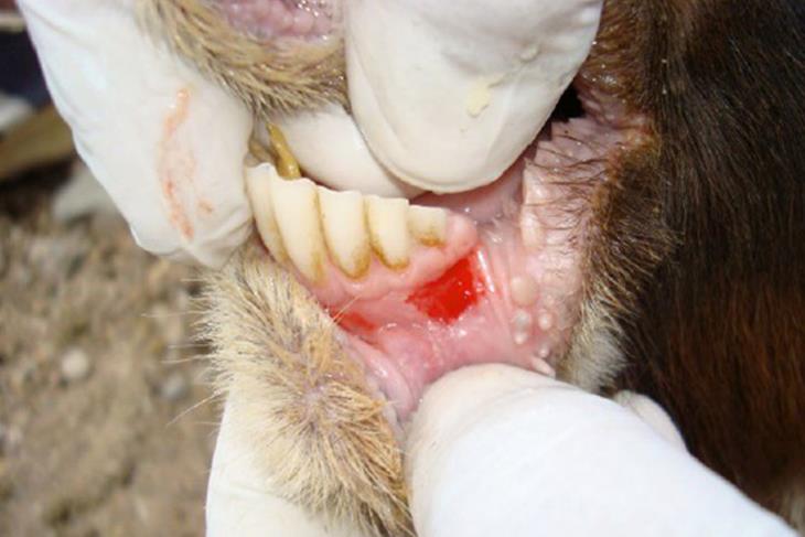 CONTINOUS AWARENESS ON DANGERS, PREVENTION OF FOOT & MOUTH DISEASE