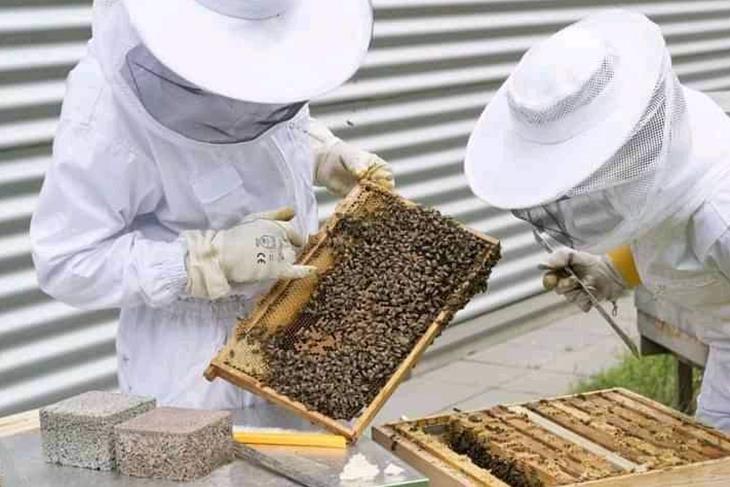 BASOTHO URGED TO CONSIDER BEE KEEPING PROJECT
