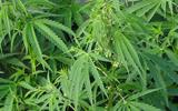 Lesotho becomes the first African country to legalise the cultivation of cannabis