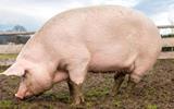 PIG FARMING GRAVID WITH INCOME GENERATING OPPORTUNITIES