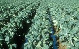 ITC FACILITATES A HORTICULTUTAL MARKET CENTRE IN Lesotho