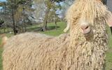 Basotho farmers grumble over the Wool and Mohair Regulation