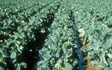 SADP launches a new agricultural project to support farmers in areas around Maseru