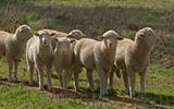GOVERNMENT TO CONTINUE WITH SUPPLEMENTING FARMERS