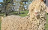 Wool and Mohair farmers petition against the Lesotho Wool and Mohair Regulation.