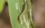 Experts reveal that African countries may experience crop-destroying army worms this year.