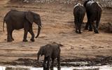 Zimbabwe relocates wild animals to save them against drought.