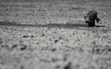 Farmers and animals struggle in drought-hit Botswana