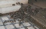 Lassa fever deaths in Nigeria rise to 41, 19 states affected.