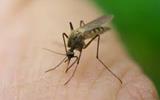 COVID 19 DISRUPTIONS CAUSED SURGE IN MALARIA DEATHS