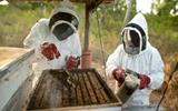 MATLAKE BEE KEEPERS VENTURE ON VASELINE PRODUCTION