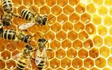 WORLD BEE DAY CELEBRATION NEEDS TO BE EXTENDED