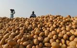 LEKOKOANENG POTATOES FARMERS PREDICT LOW PRODUCTION