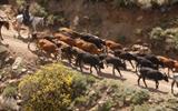 Farmers concerned about high rate of stock theft