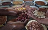 MOTAUNG URGES BASOTHO BRING CLEAN GRAINS