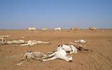 Severe drought and famine in southern Africa leaves some 20 million facing hunger