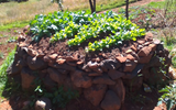 LIKHUTLONG NUTRITION CLUB TAKES AIM WITH KEYHOLE-GARDENING