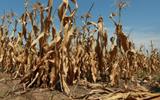 LESOTHO GETS DROUGHT INSURANCE PAYOUT