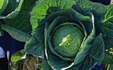 FEED FOR MAINTENANCE FIRST- DR KULEILE