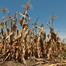 LESOTHO GETS DROUGHT INSURANCE PAYOUT