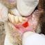 CONTINOUS AWARENESS ON DANGERS, PREVENTION OF FOOT & MOUTH DISEASE