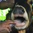FOOT AND MOUTH DISEASE (FMD) OUTBREAK LEAVES BOTHA-BOTHE FARMERS AND TRADERS STRUGGLING