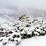 SNOWFALL RAISES FEARS OF LIVESTOCK LOSSES IN QACHA’S NEK