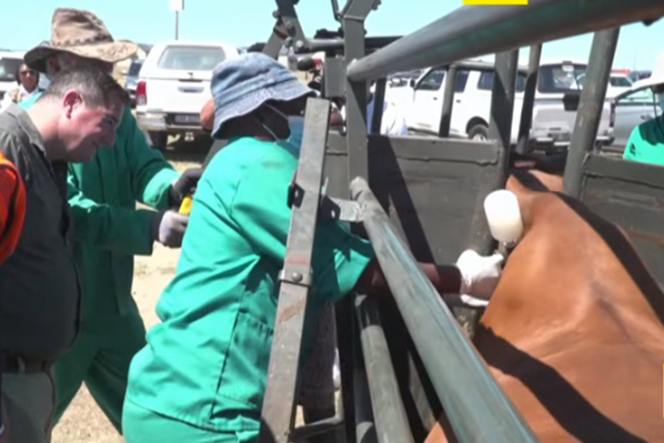 South Africa starts extensive vaccine campaign against FMD in cattle<br/>South Africa starts extensive vaccine campaign against FMD in cattle<br/>South Africa starts extensive vaccine campaign against FMD in cattle