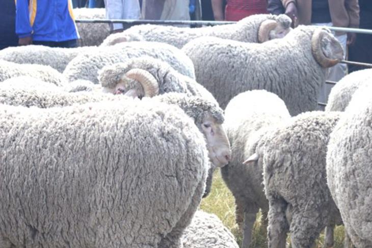 WOOL, MOHAIR EXPORTED TO PORT ELIZABETH FREE FROM FMD – MOCHOBOROANE<br/>WOOL, MOHAIR EXPORTED TO PORT ELIZABETH FREE FROM FMD – MOCHOBOROANE<br/>WOOL, MOHAIR EXPORTED TO PORT ELIZABETH FREE FROM FMD – MOCHOBOROANE