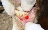 CONTINOUS AWARENESS ON DANGERS, PREVENTION OF FOOT & MOUTH DISEASE