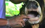 FOOT AND MOUTH DISEASE (FMD) OUTBREAK LEAVES BOTHA-BOTHE FARMERS AND TRADERS STRUGGLING