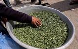 Extremely High Tobacco Prices Force Smokers in Gaza to Roll Molokhia Leaves